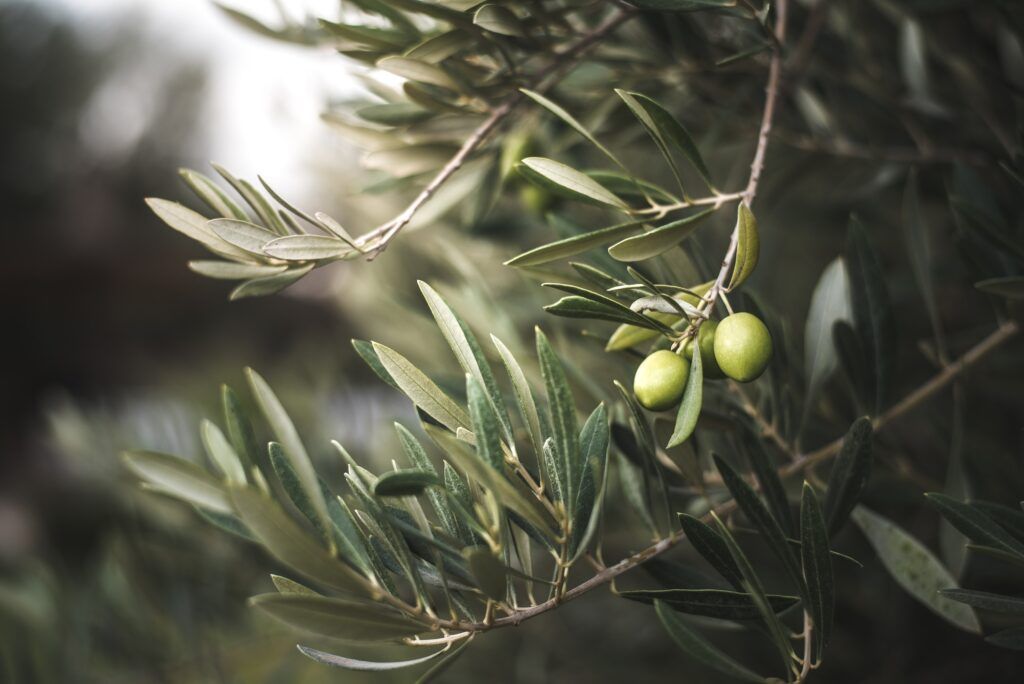 Green olive tree in morocco