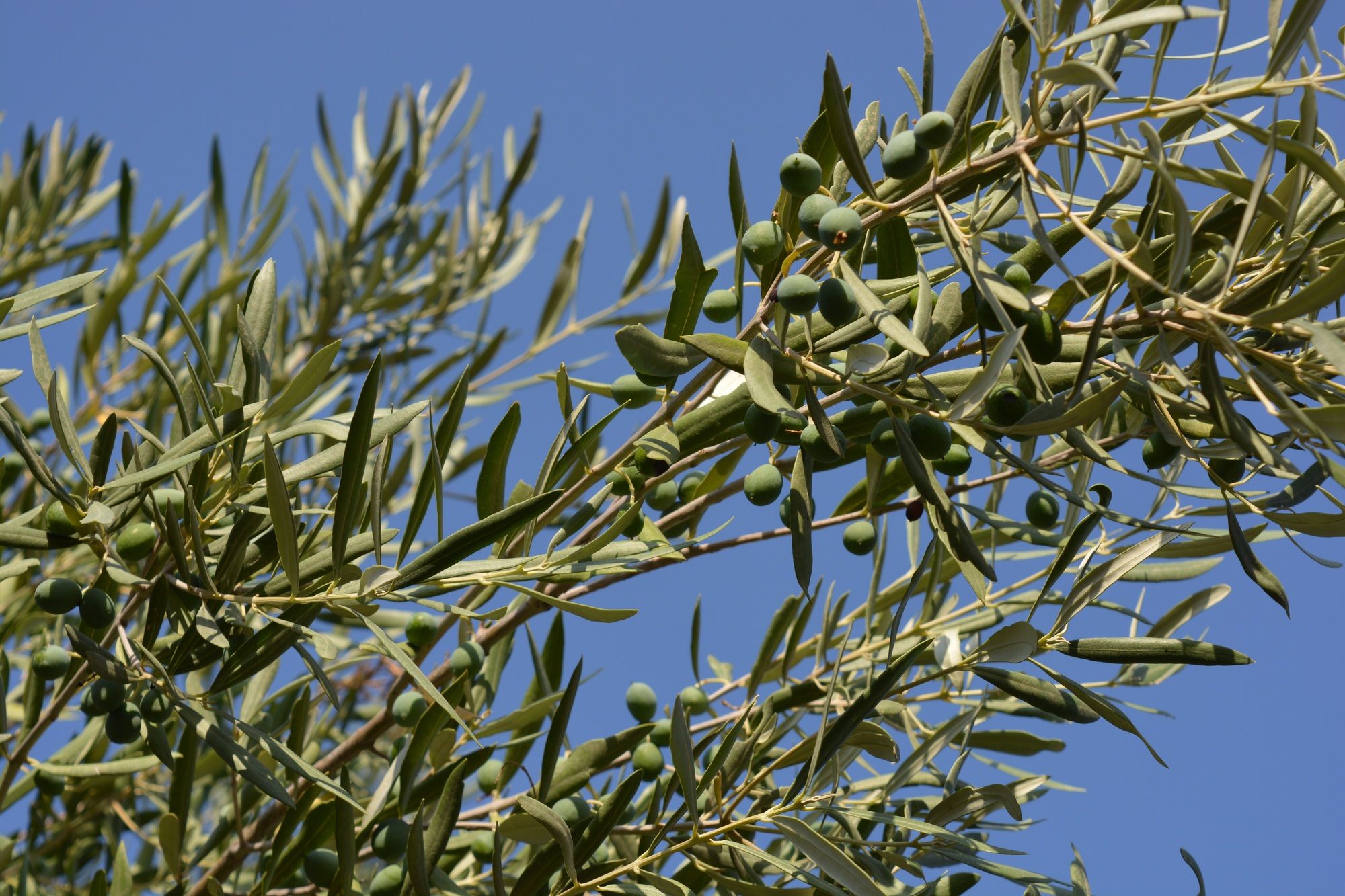 Green olives (olea europaea) ripening on the tree in early morning sunlight against blue sky