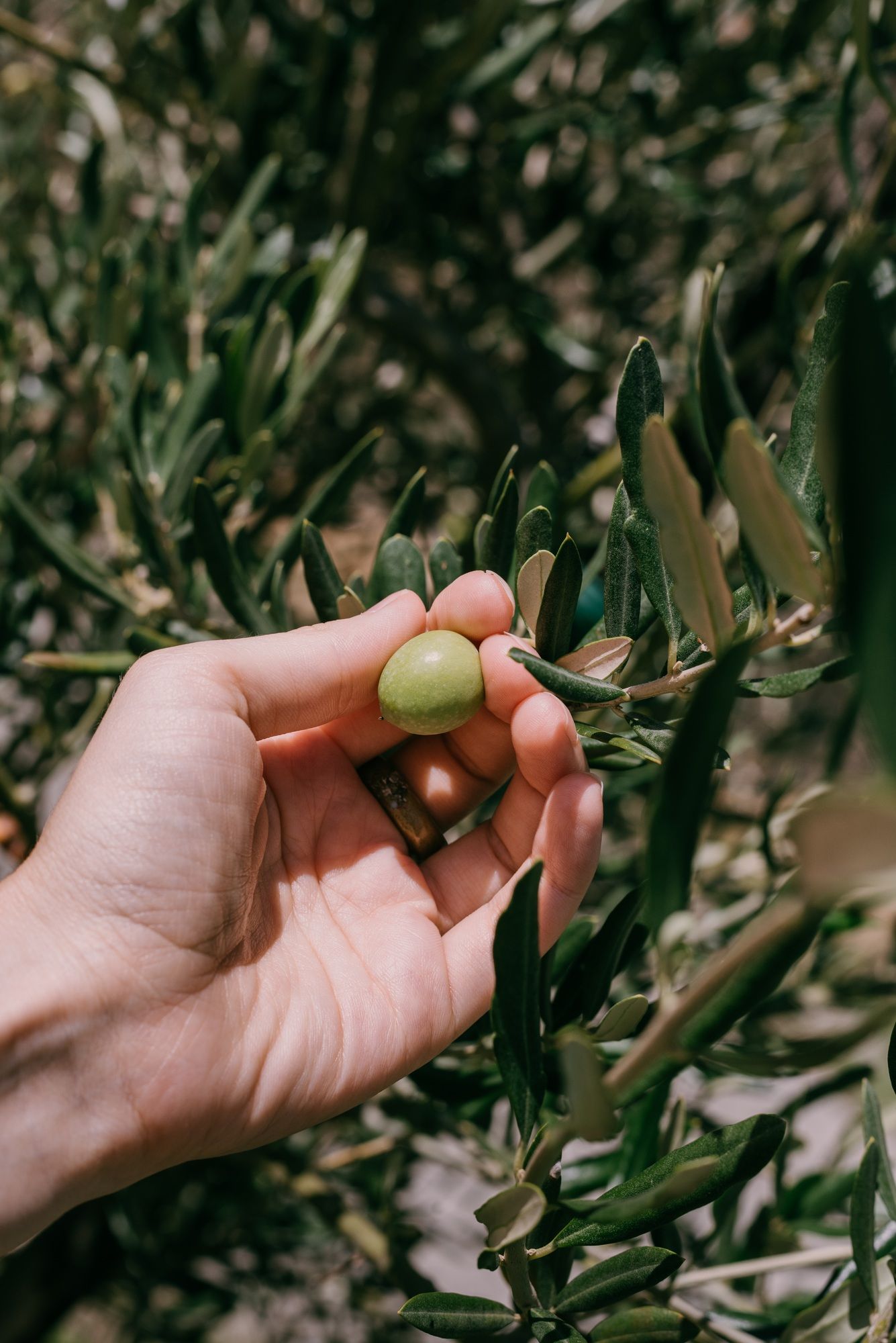 Picking an olive from an olive tree.